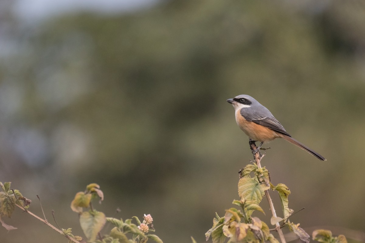 Gray-backed Shrike - ML208514131