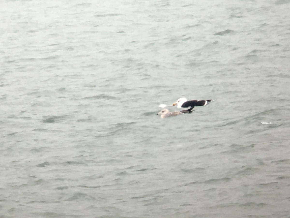 racek mořský - ML208514141