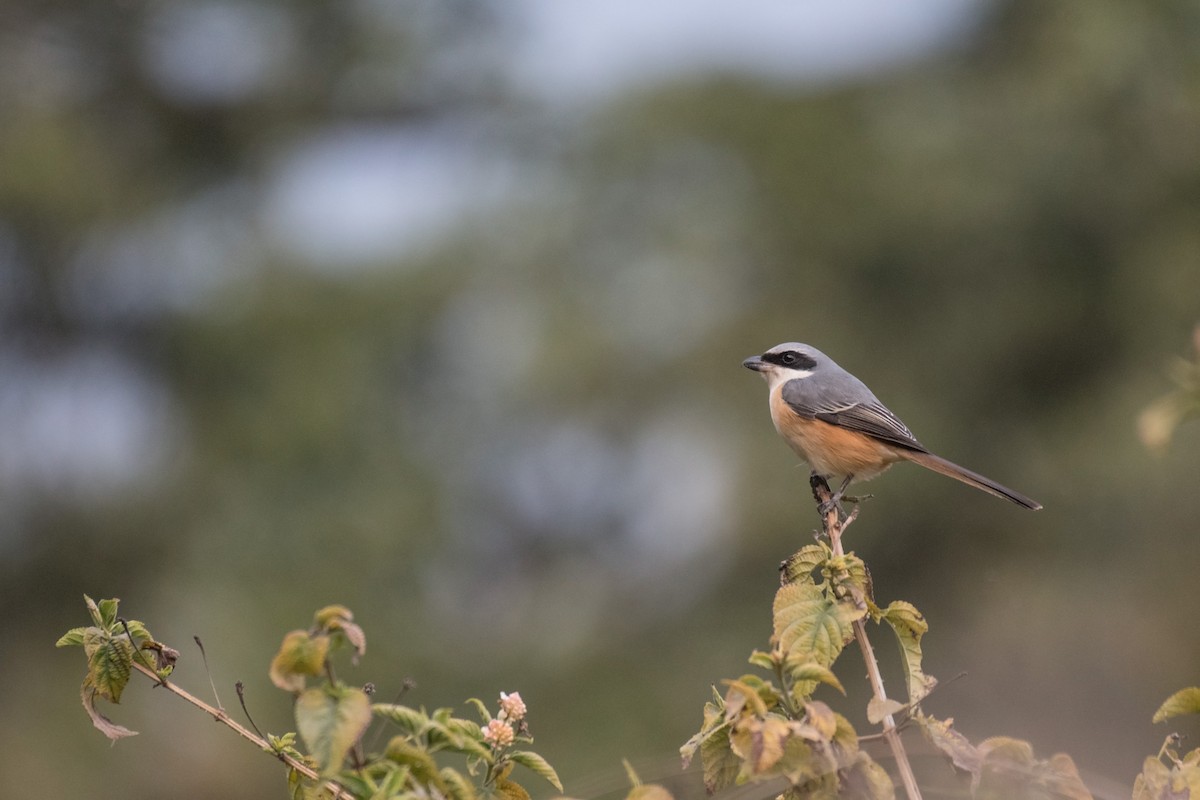 Gray-backed Shrike - ML208514211