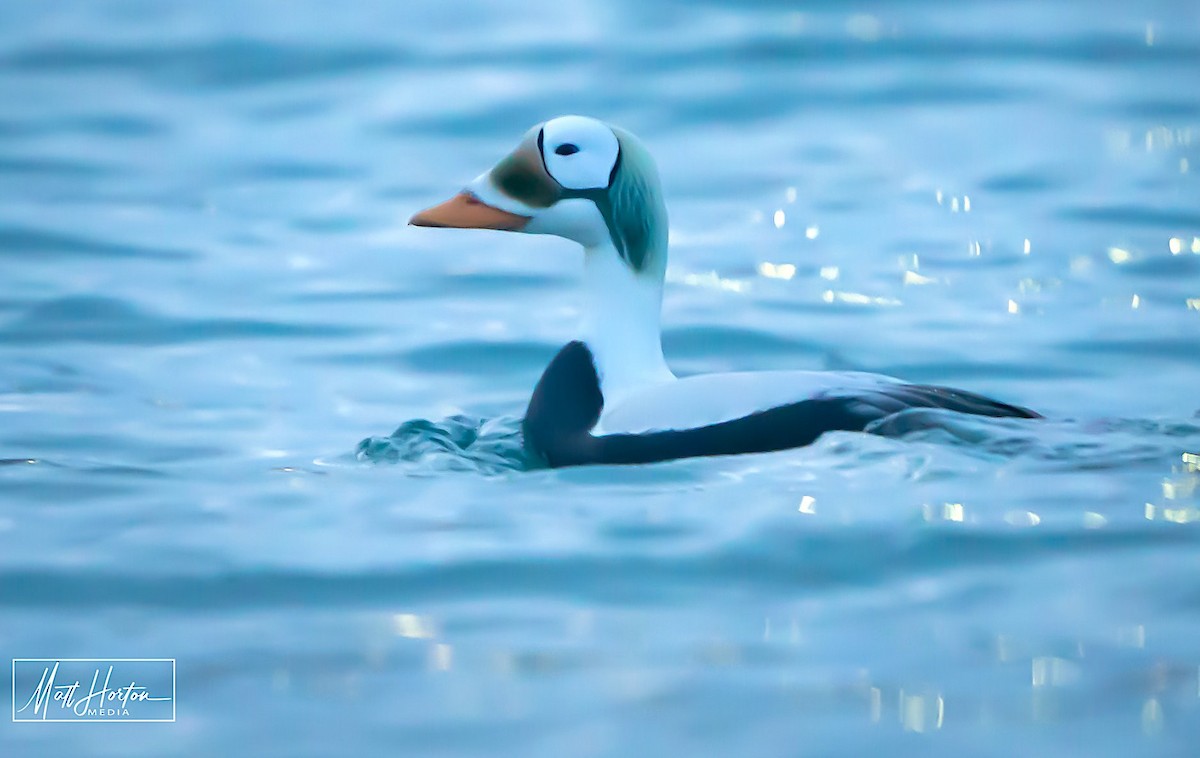 Spectacled Eider - St. Paul Island Tour & Pribilof Historical Data