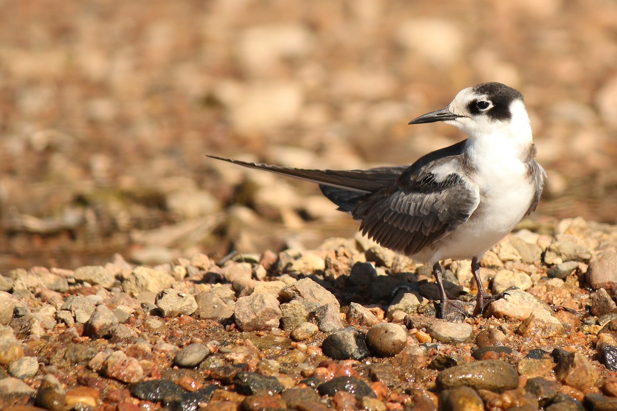 Black Tern - ML208515471