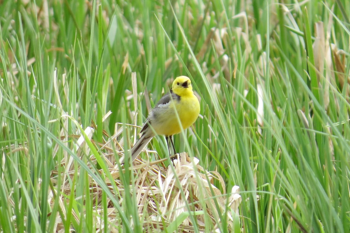 Citrine Wagtail - ML20851551