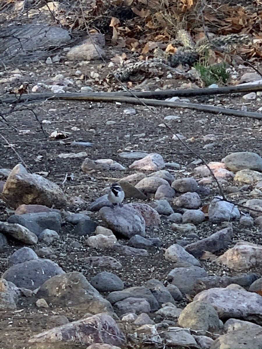 Black-throated Sparrow - ML208516521