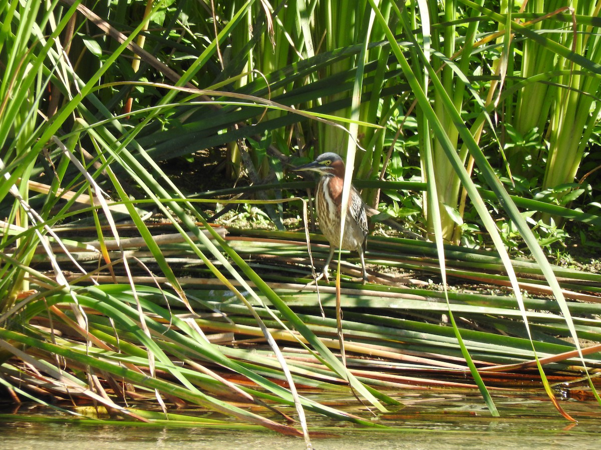 Green Heron - ML208517361