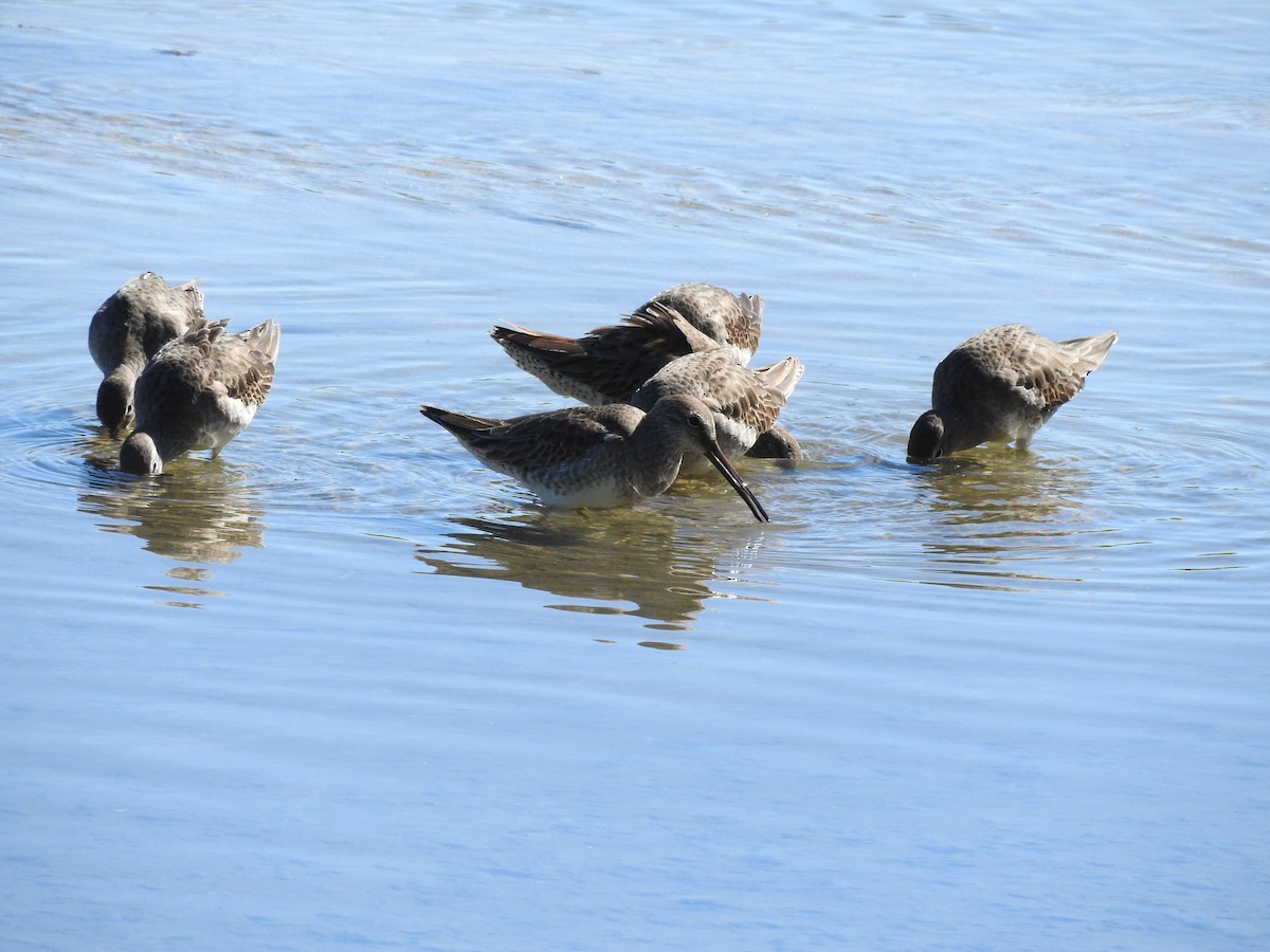 Long-billed Dowitcher - ML208518161