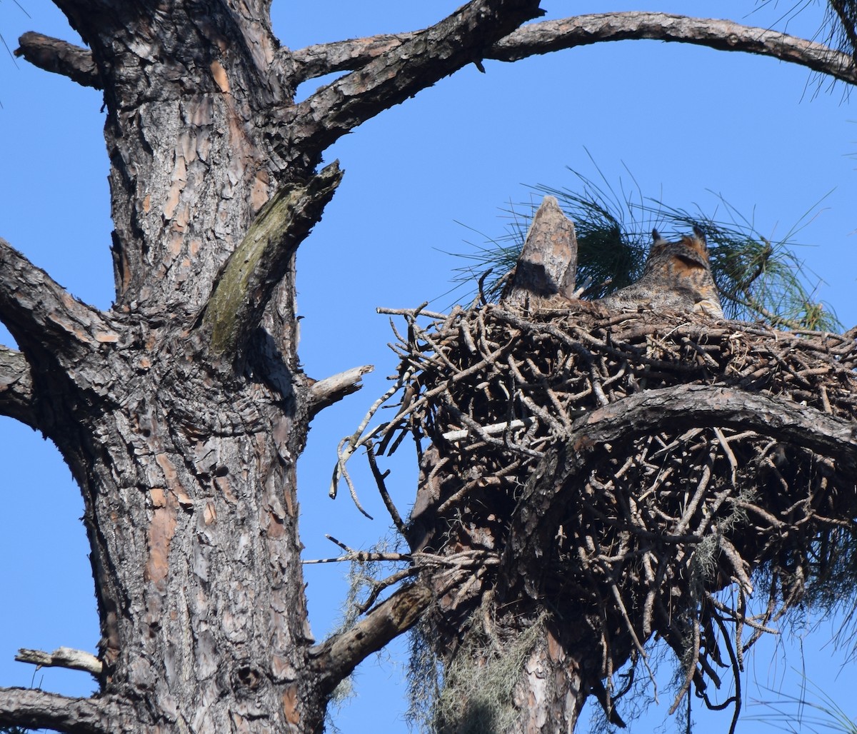 Great Horned Owl - ML208519211