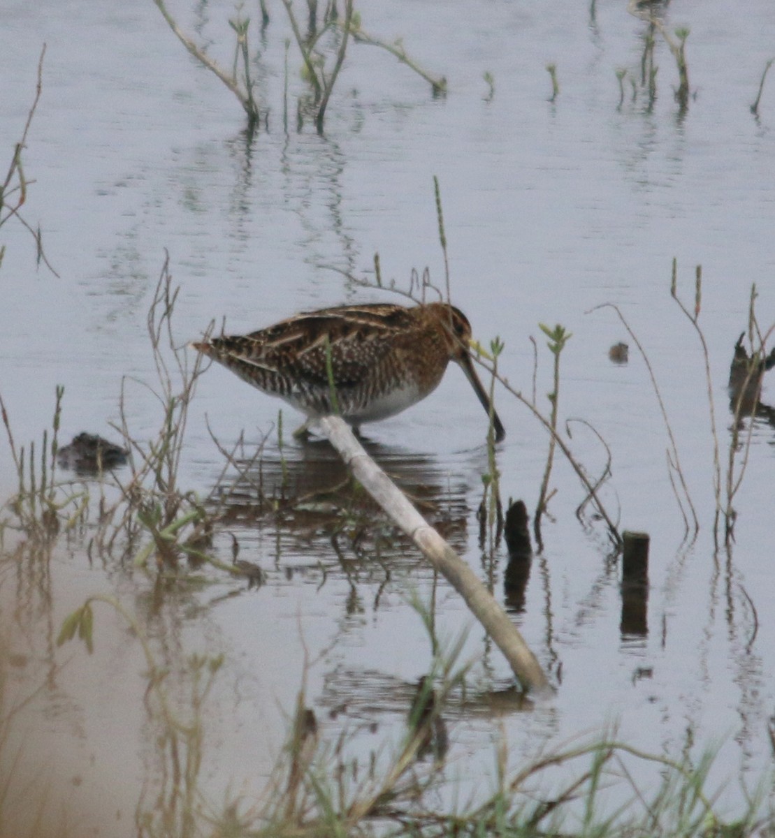 Wilson's Snipe - ML208521831