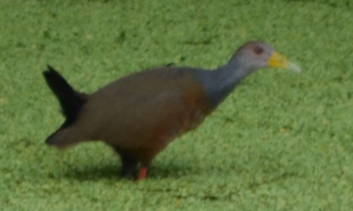 Gray-cowled Wood-Rail - ML208529181