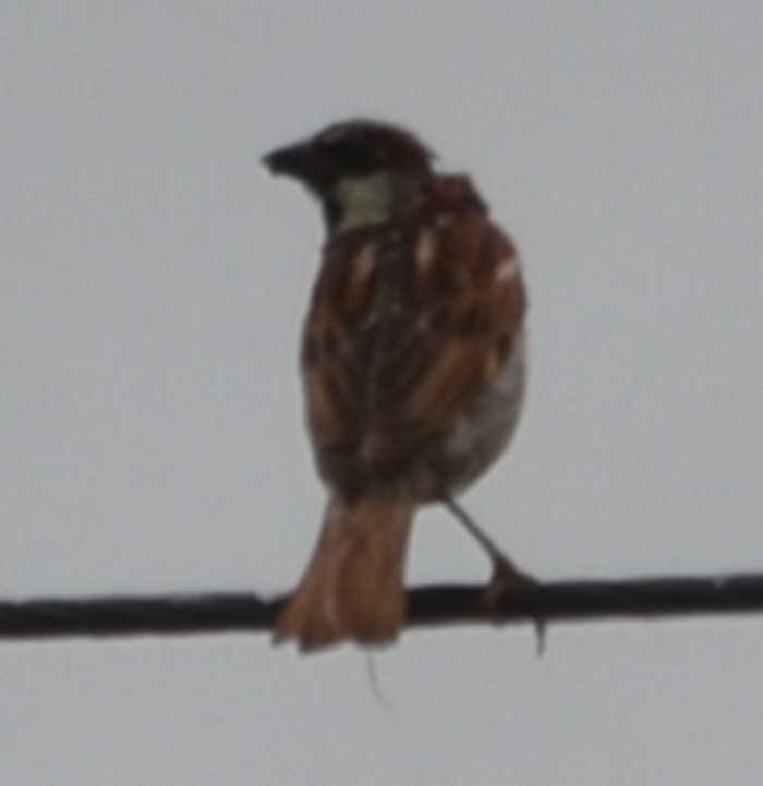 House Sparrow - ML208530401