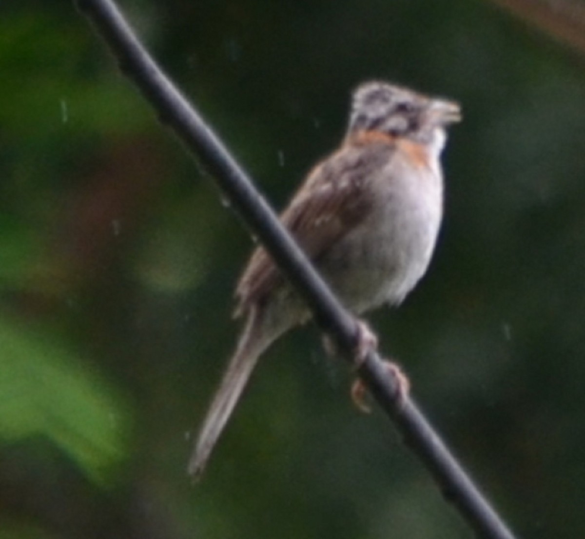 Rufous-collared Sparrow - Viviana Fuentes