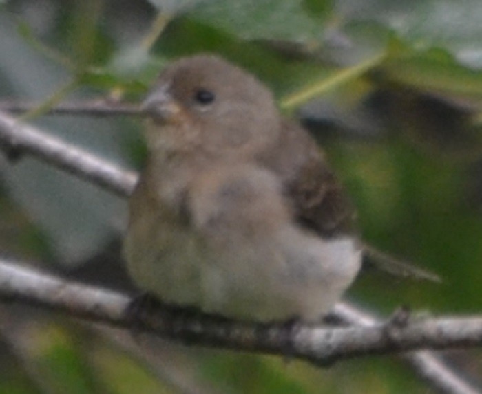 Double-collared Seedeater - Viviana Fuentes