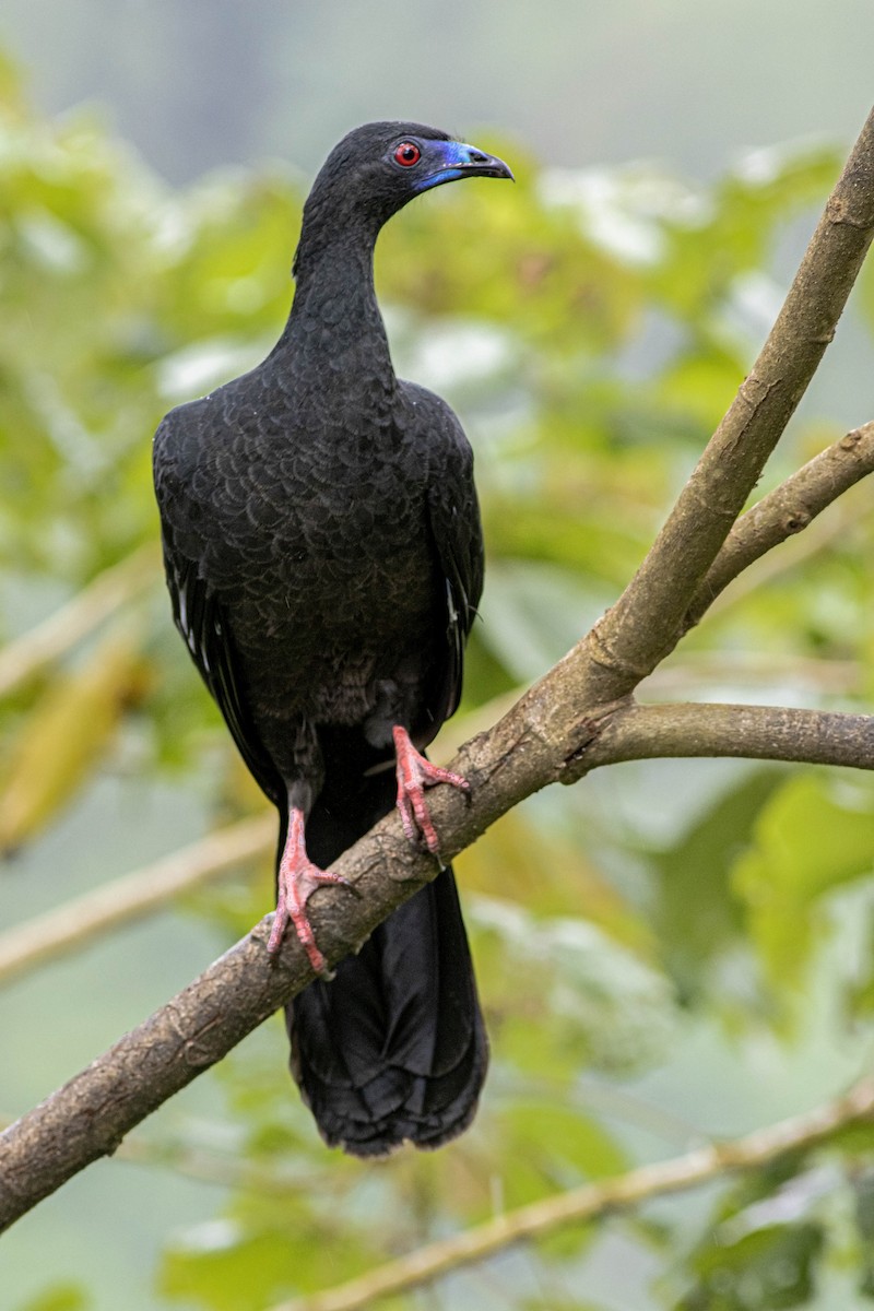 Schwarzguan - ML208532601