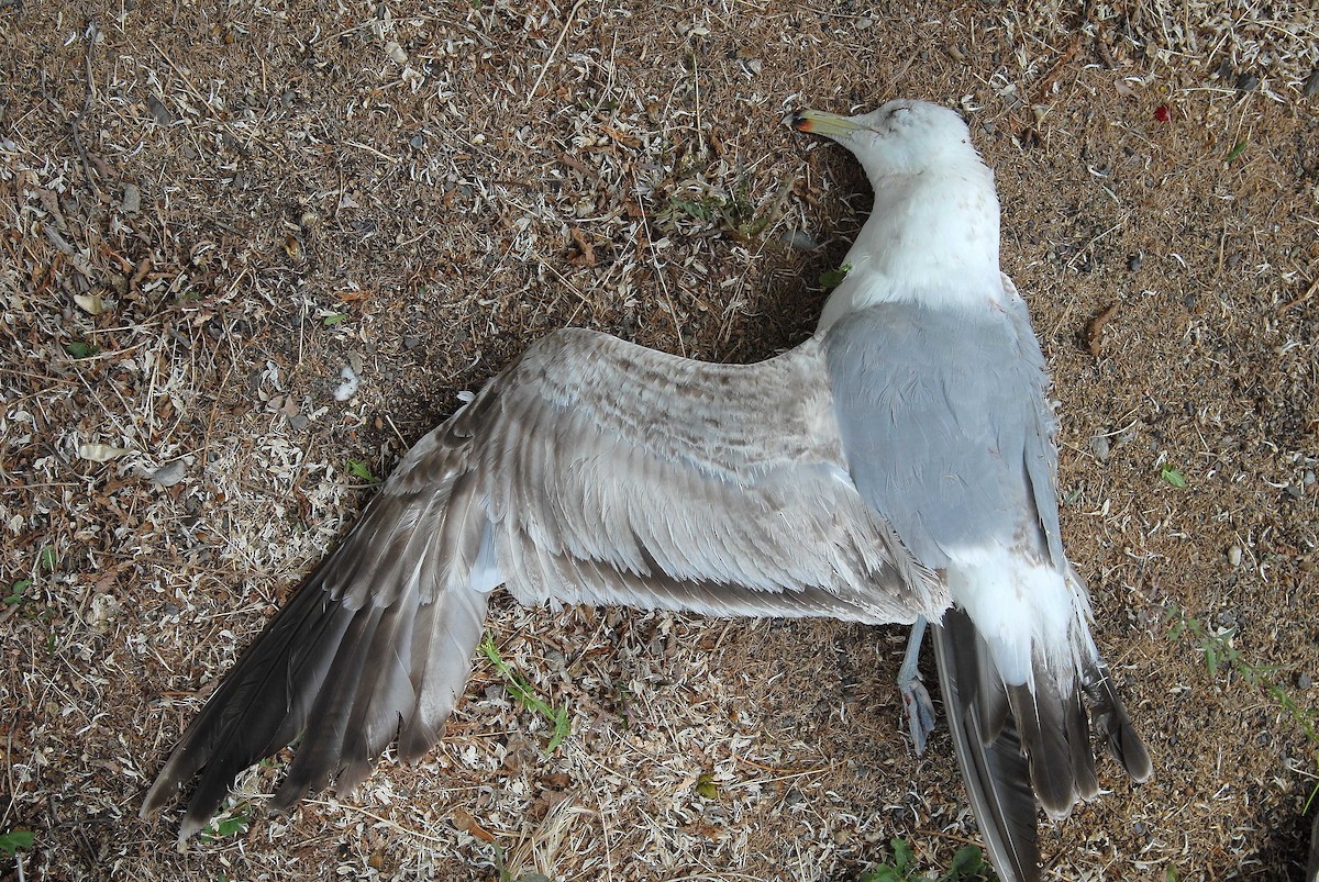 Gaviota Californiana - ML208533061