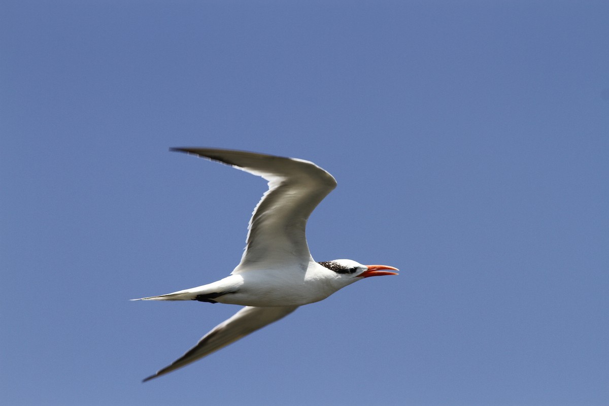 Royal Tern - ML208533111