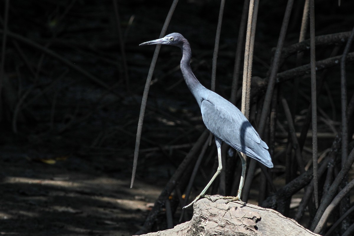 Little Blue Heron - ML208533651