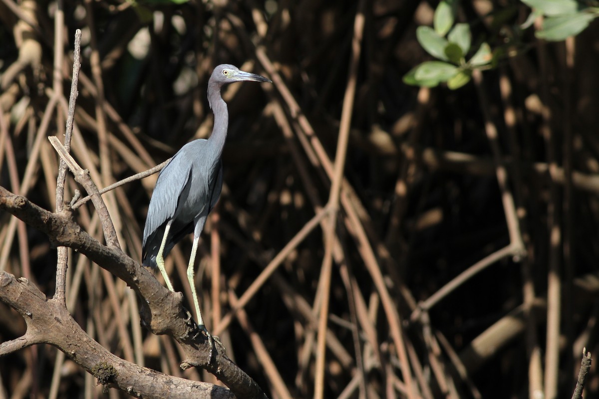 Little Blue Heron - ML208533691