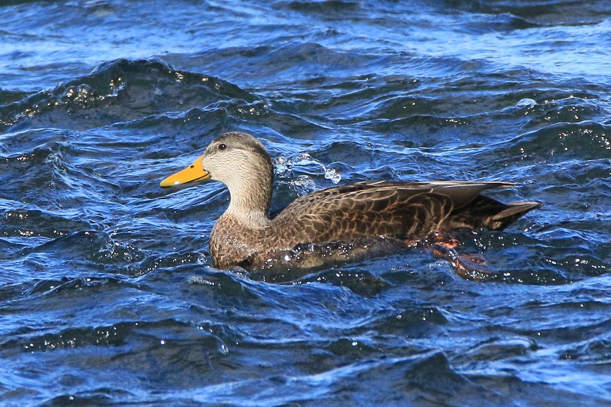 American Black Duck - ML20853411