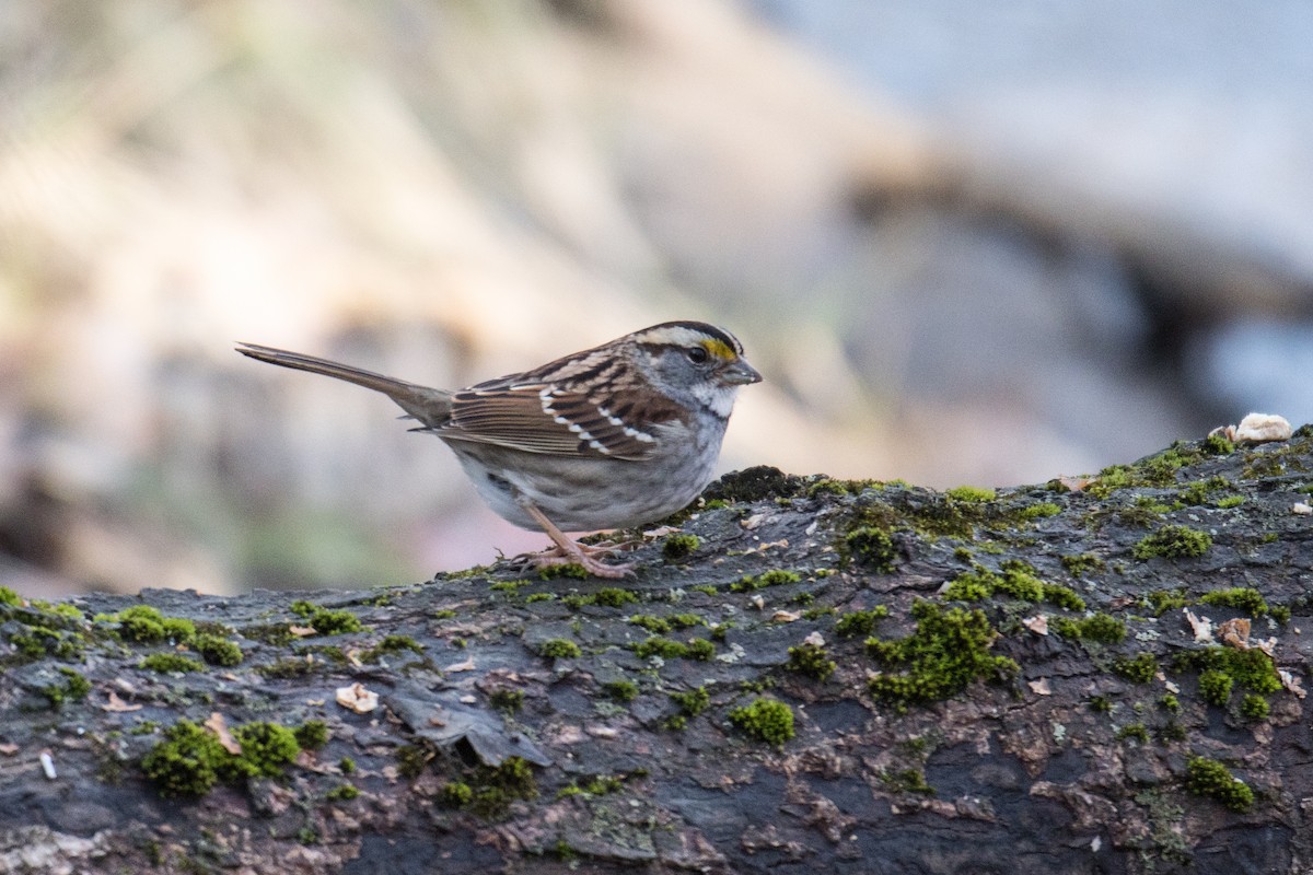 White-throated Sparrow - Erin Avram