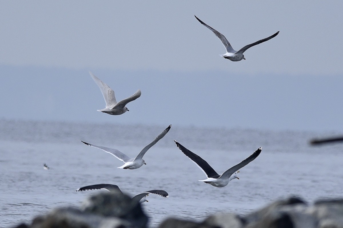 Iceland Gull (kumlieni/glaucoides) - ML208536811