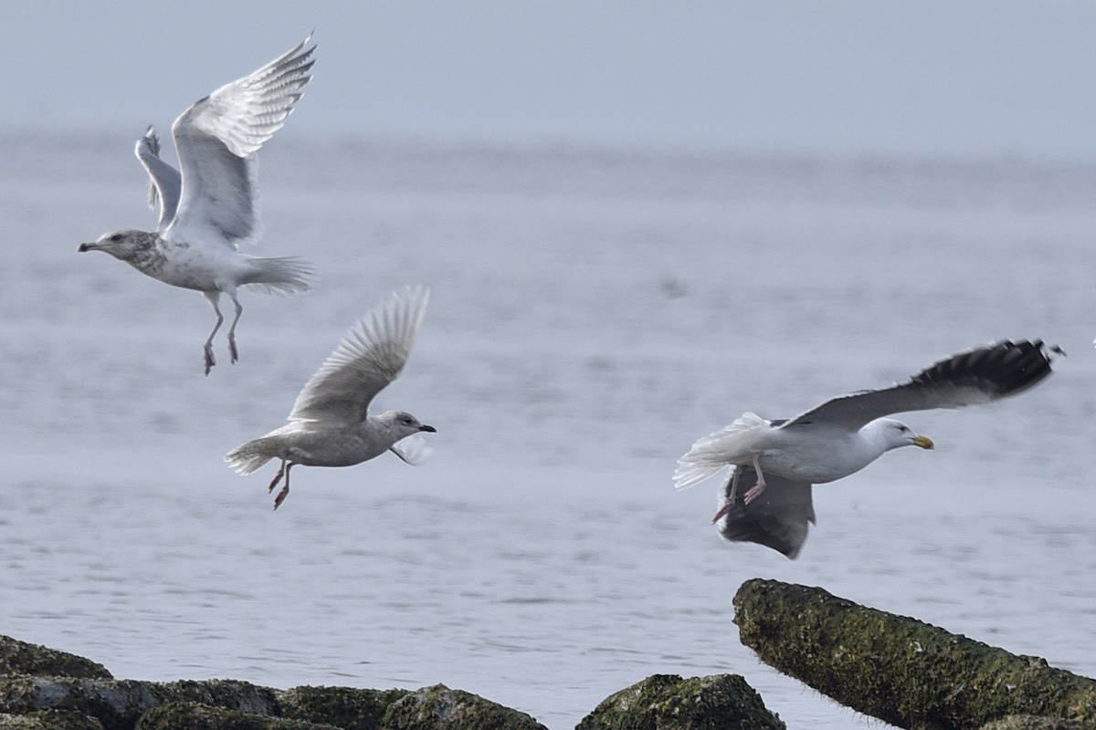 Iceland Gull (kumlieni/glaucoides) - ML208536821