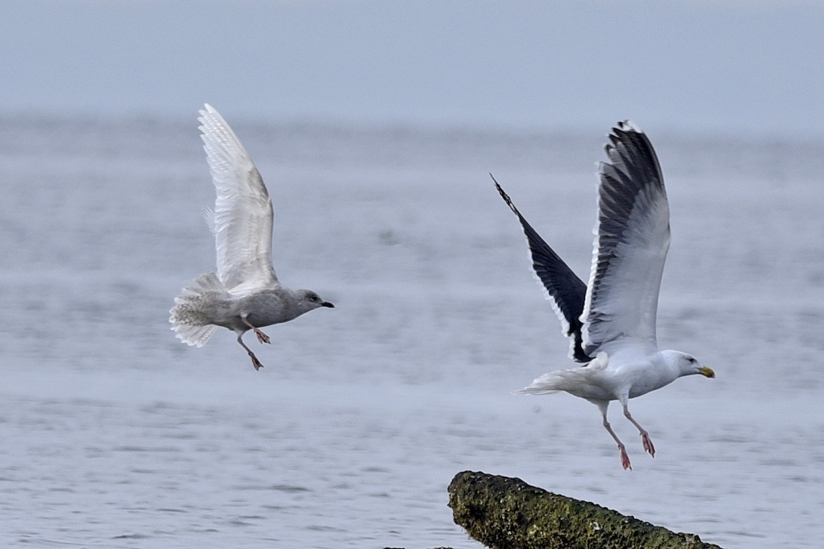 Iceland Gull (kumlieni/glaucoides) - ML208536831