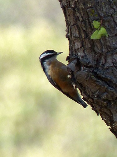 Red-breasted Nuthatch - Gena Zolotar