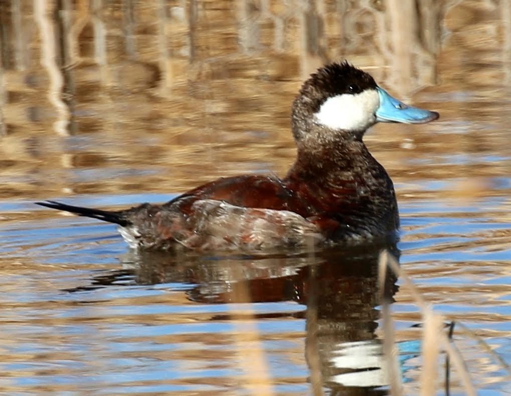 Ruddy Duck - ML208540771