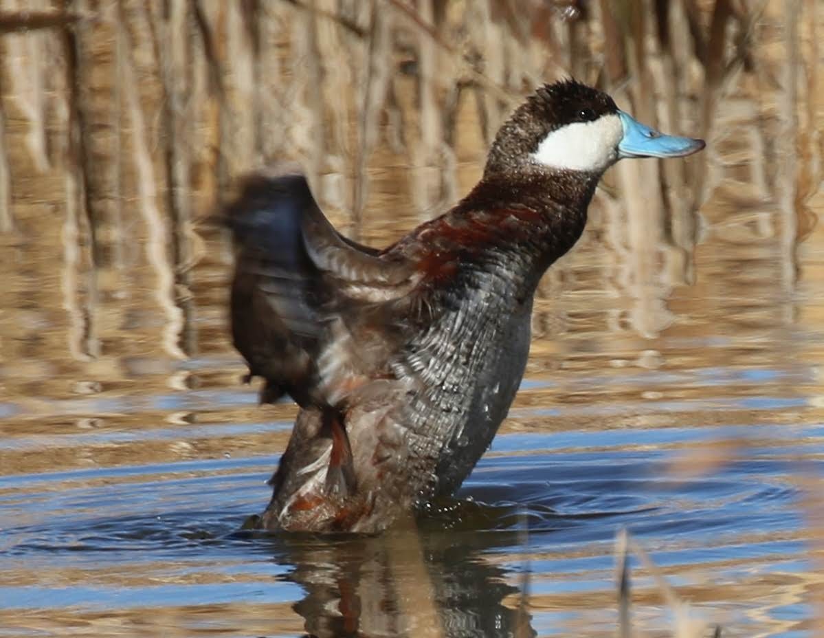 Ruddy Duck - ML208540901