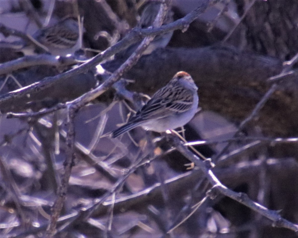 Chipping Sparrow - ML208541821