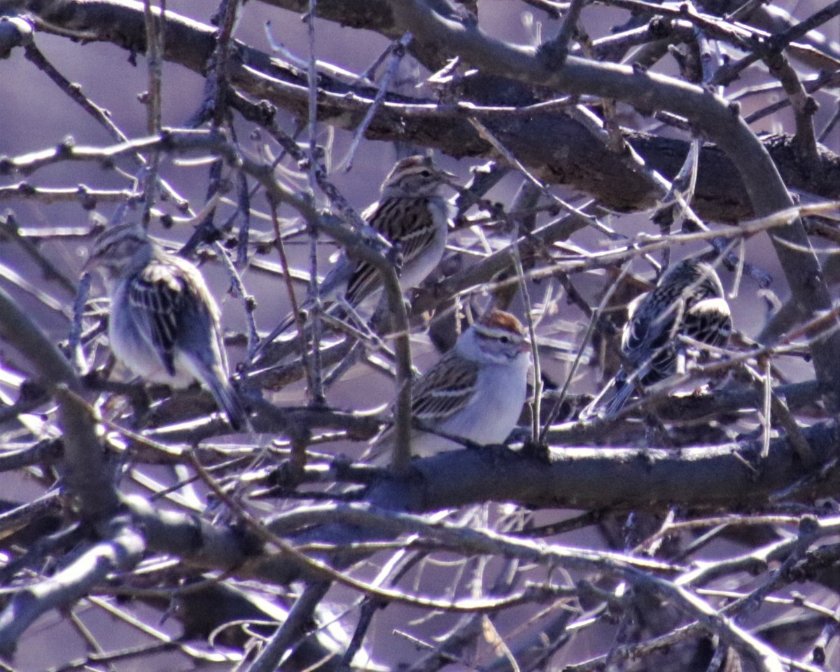 Chipping Sparrow - ML208541831