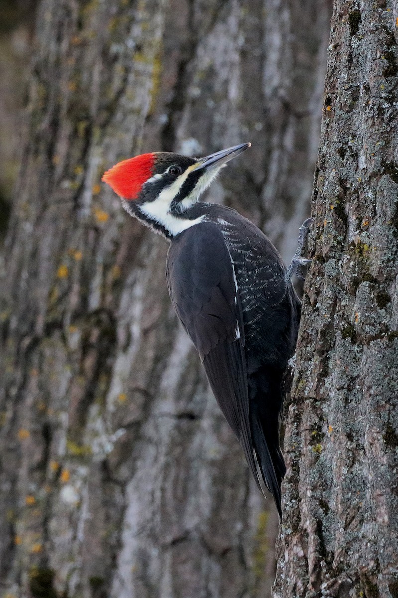 Pileated Woodpecker - Frédérick Lelièvre