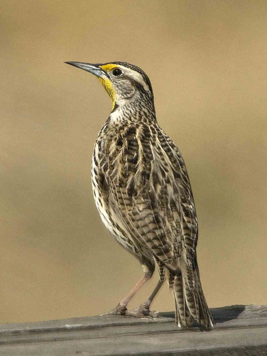 Western Meadowlark - ML208543221