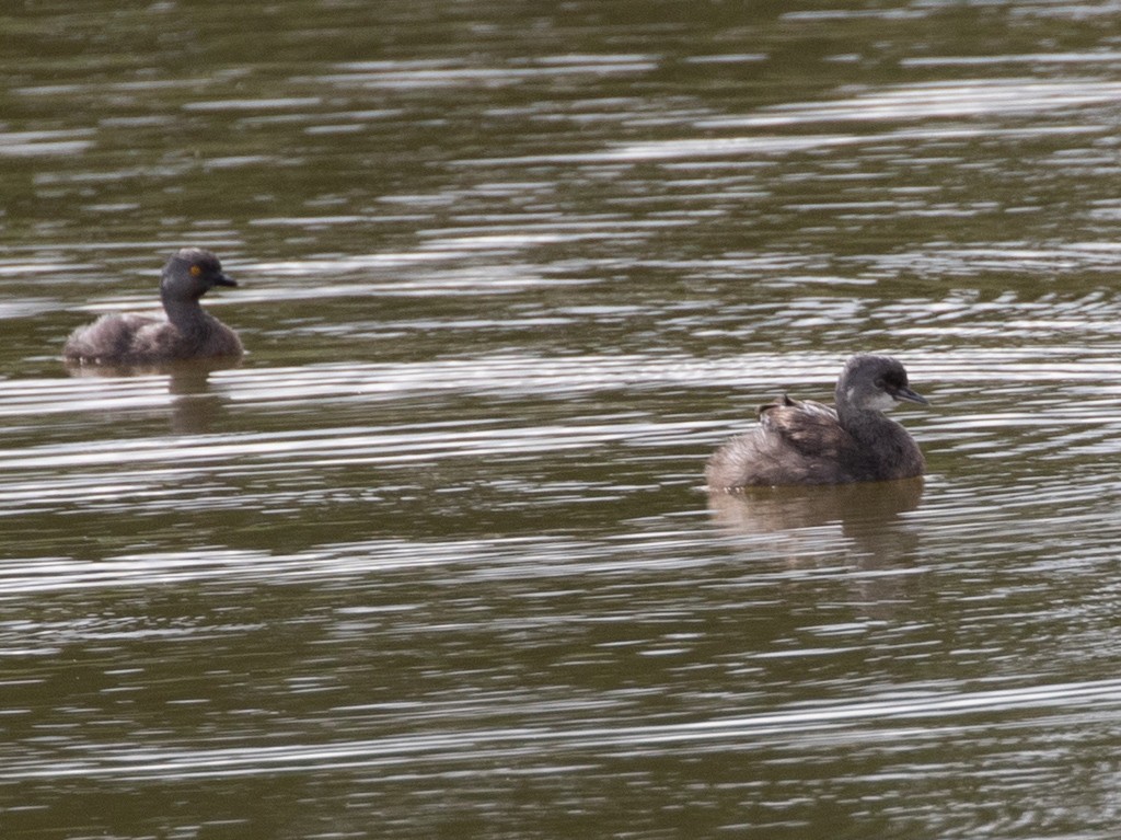 Least Grebe - ML208543301