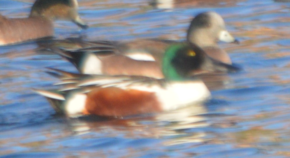 Northern Shoveler - ML208544311