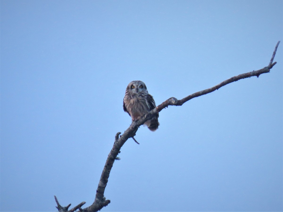 Búho Campestre - ML208545381