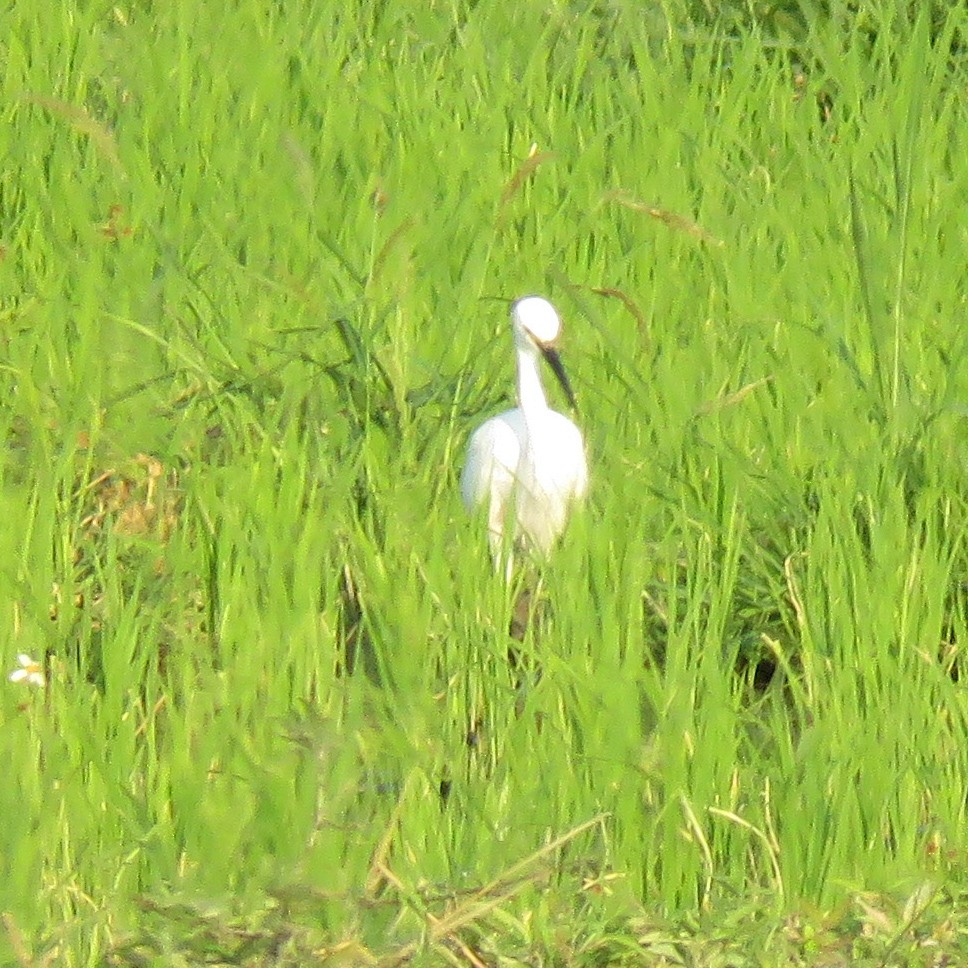 Little Egret - Eric  Froelich