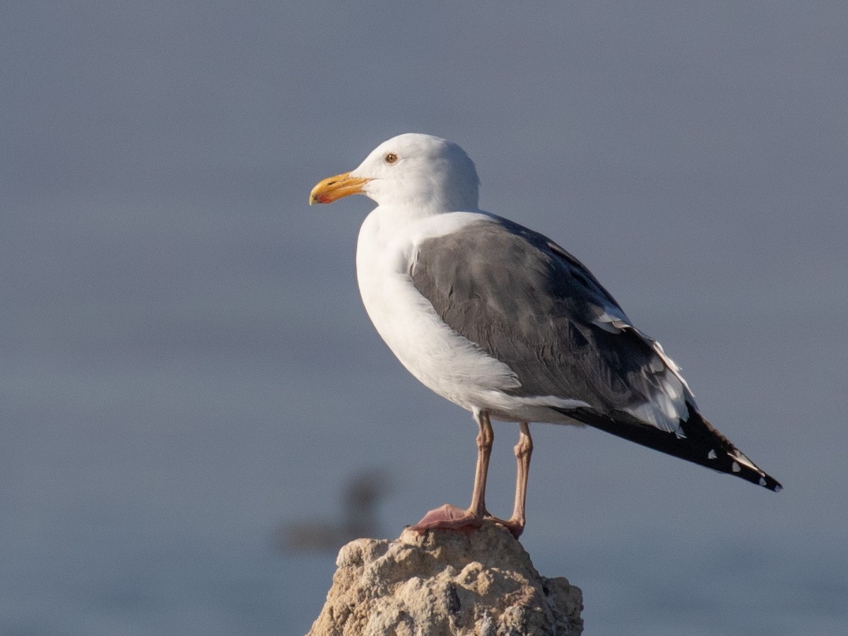 Western Gull - Bruce Aird