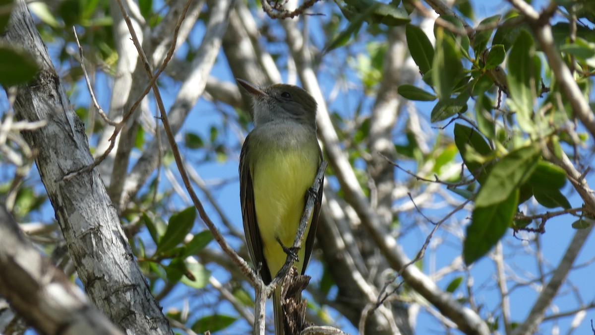 Great Crested Flycatcher - ML208547331