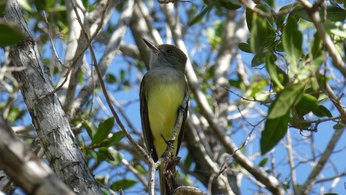 Great Crested Flycatcher - ML208547341