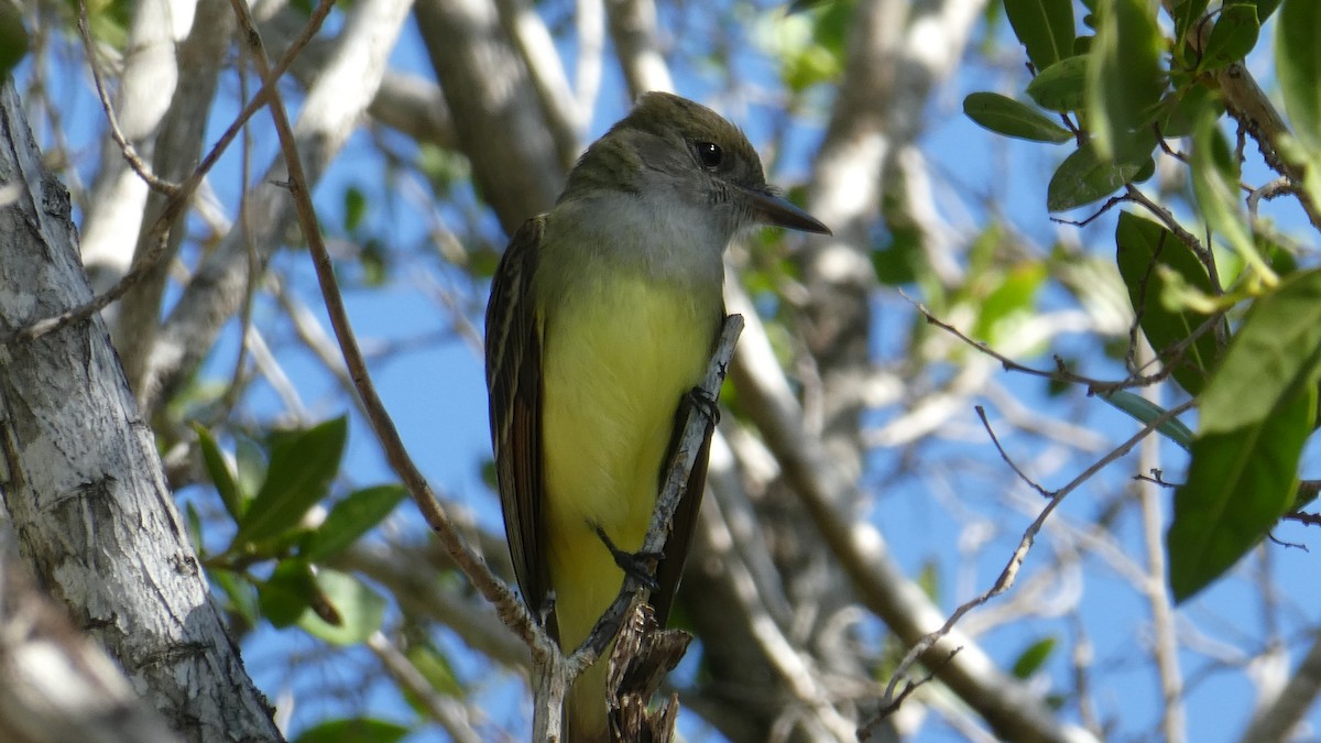 Great Crested Flycatcher - ML208547351