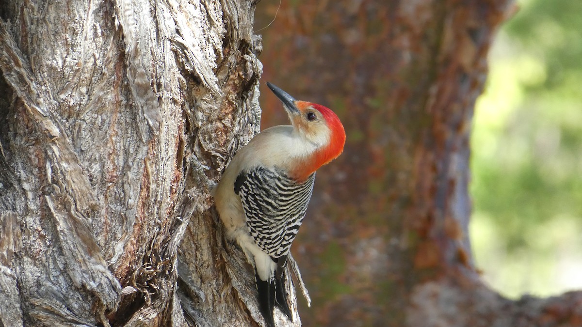 Red-bellied Woodpecker - ML208547391