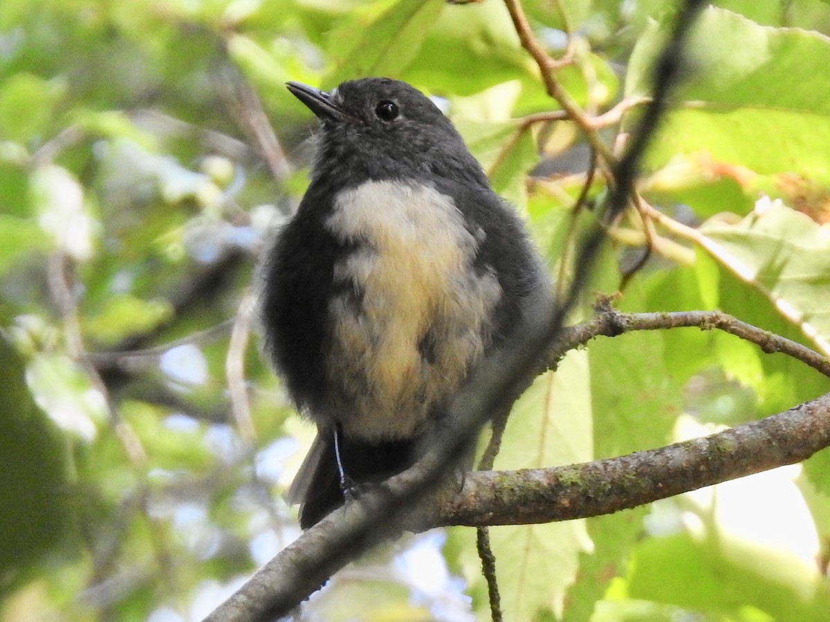 South Island Robin - Nick Dunckley