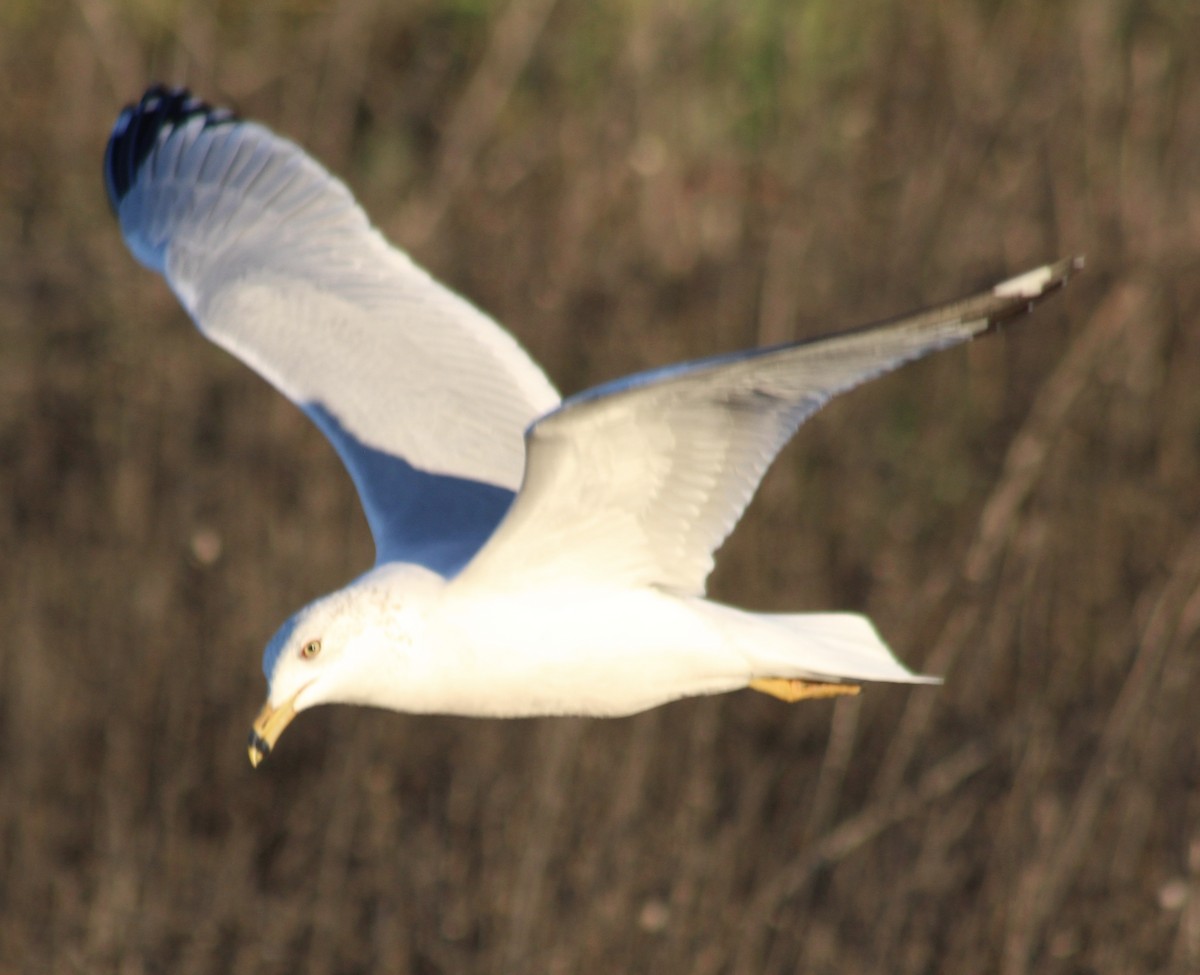 Ring-billed Gull - ML208548911