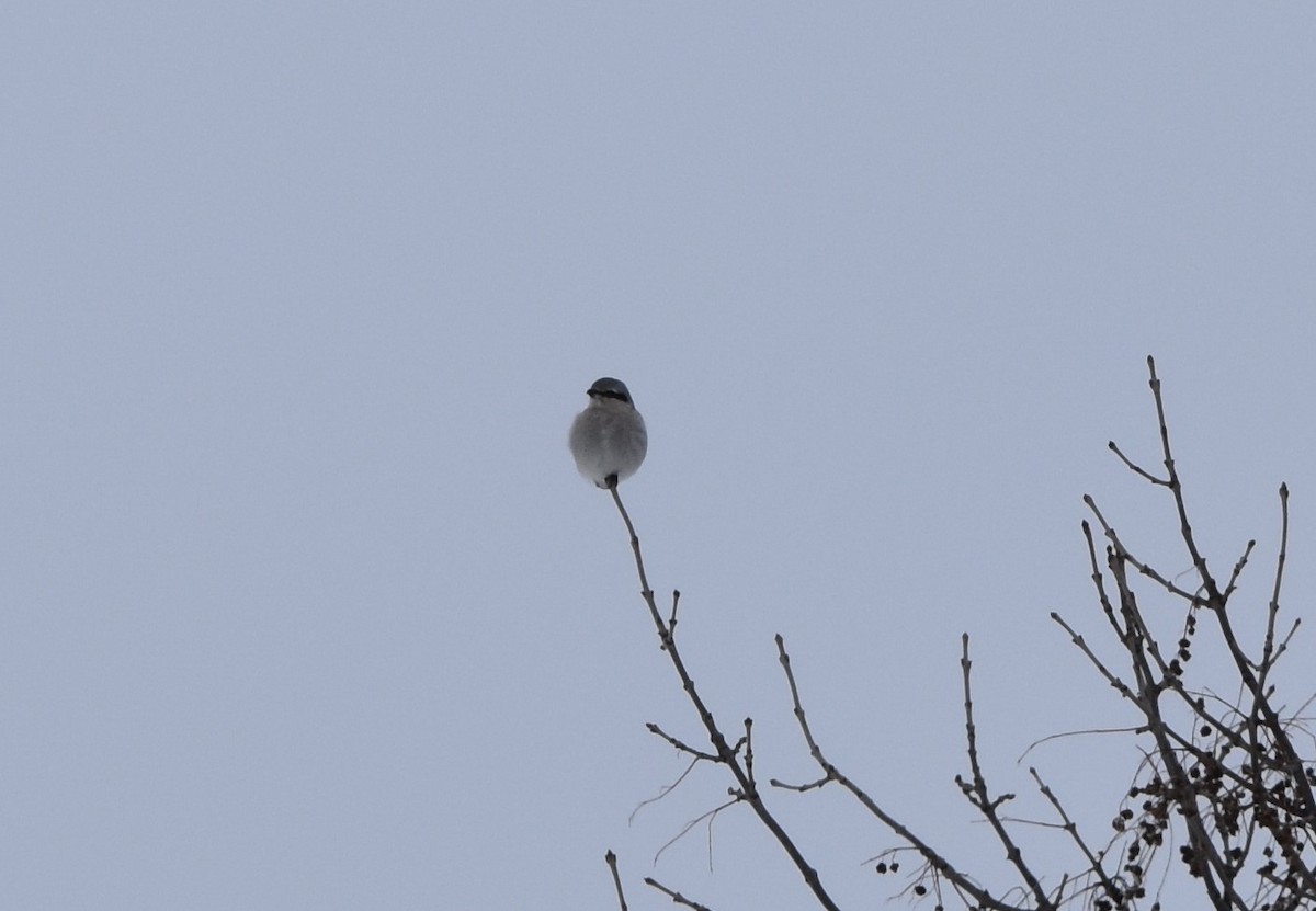 Northern Shrike - ML208549911