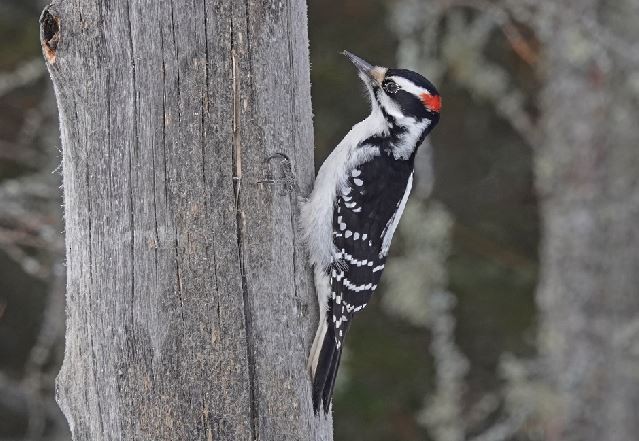 Hairy Woodpecker - George Chapman