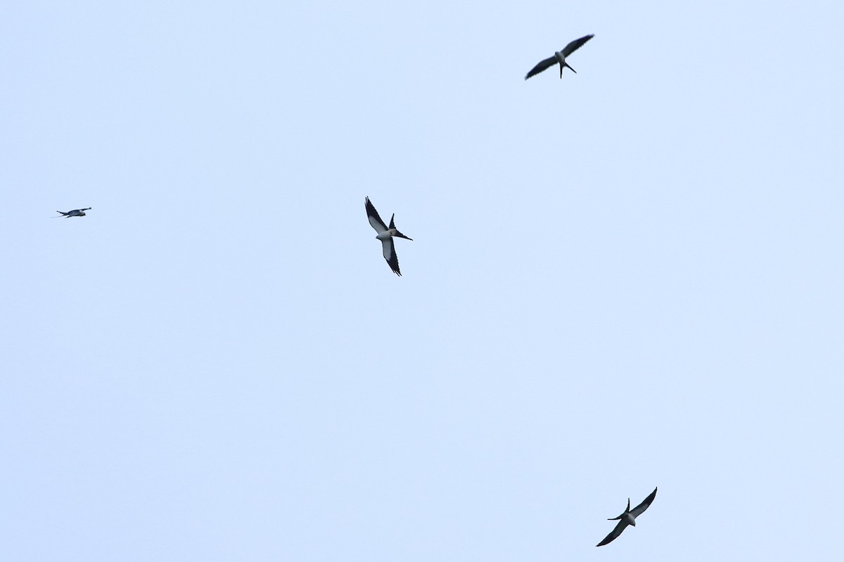 Swallow-tailed Kite - ML208552091