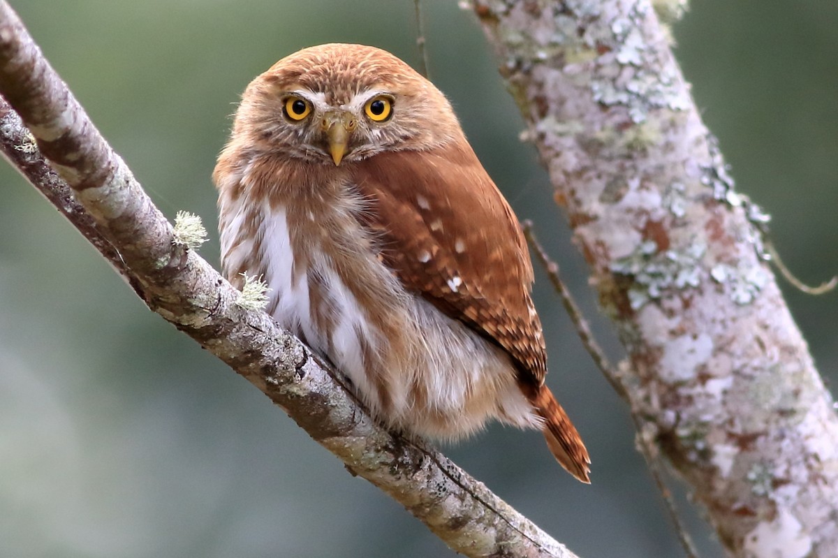 Ferruginous Pygmy-Owl - Manfred Bienert