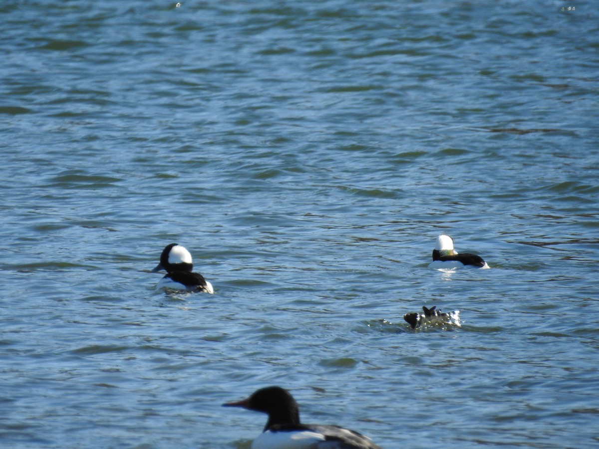 Bufflehead - ML208554281