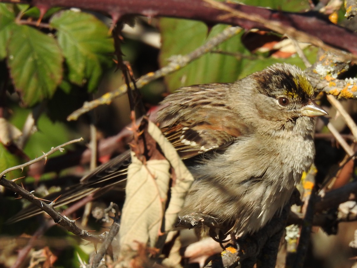 Golden-crowned Sparrow - ML208555501