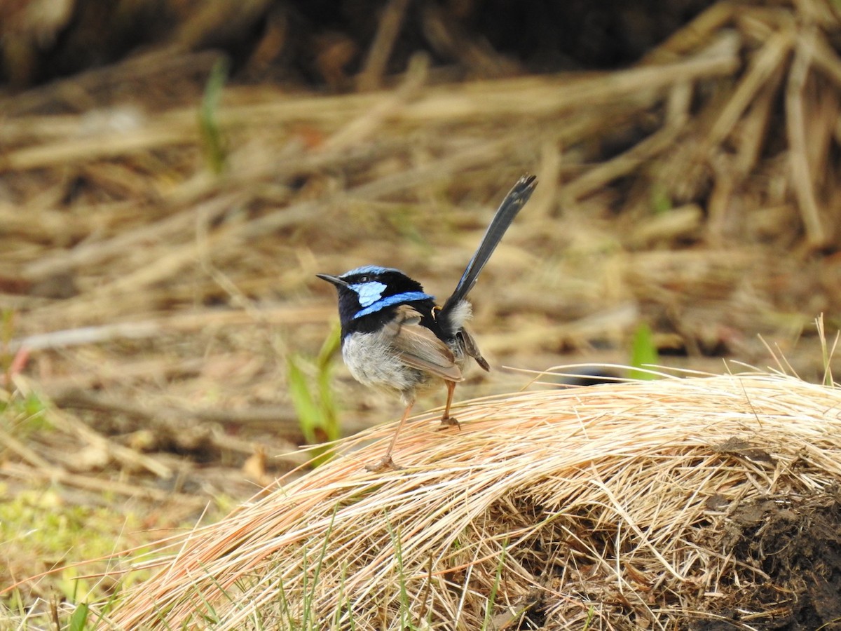 Superb Fairywren - Lissa Ryan